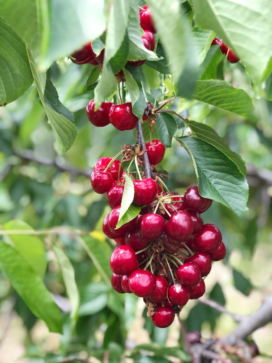 Comprar cerezas del Valle del Jerte online [de producción artesanal] LA PATRONA cerezas