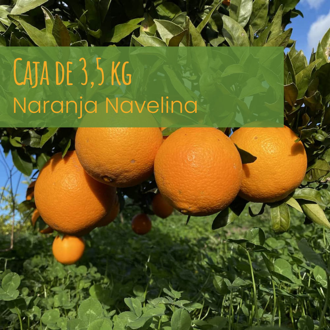Caja de Naranjas NAVELINAS de Valencia - 3,5 kg